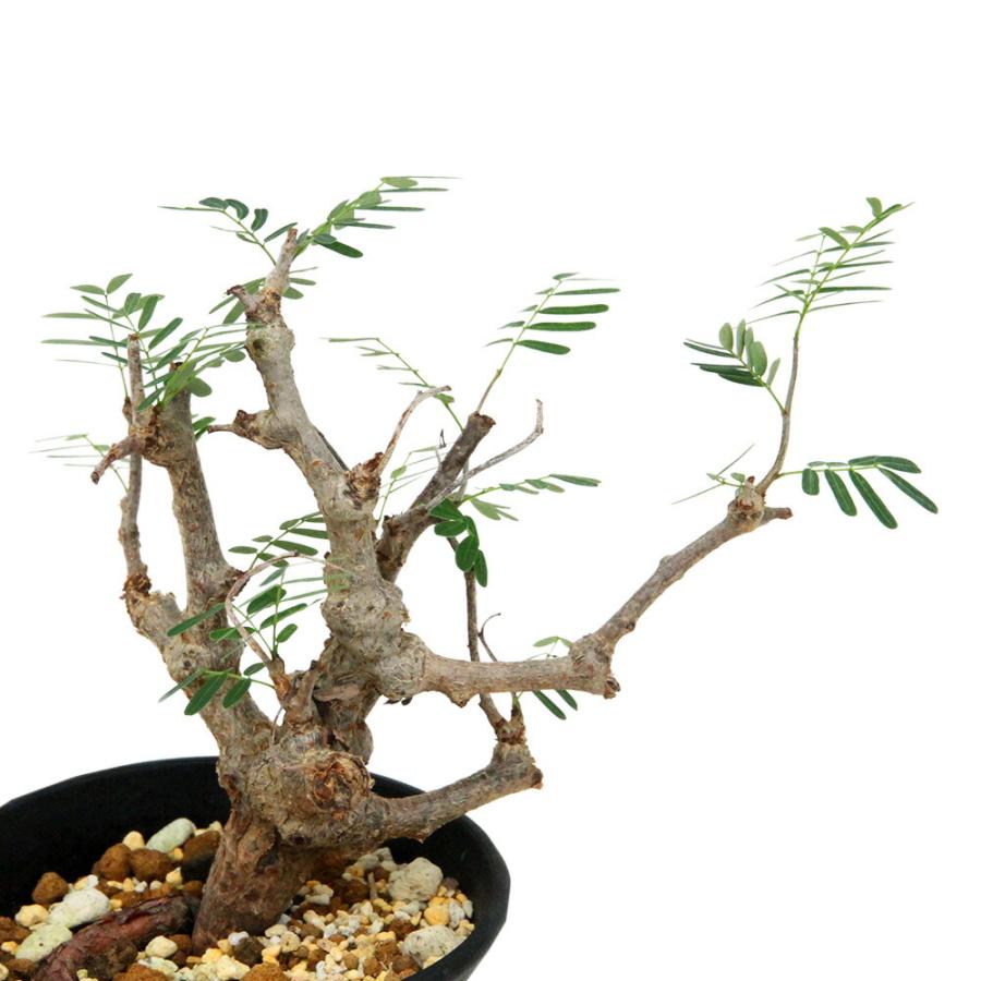 多肉植物）一点物 センナ メリディオナリス 実生株 3．5号（1鉢