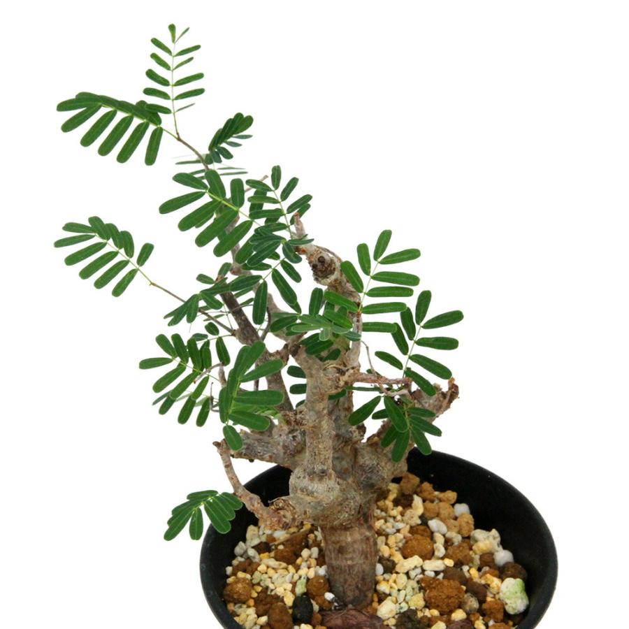 多肉植物）一点物 センナ メリディオナリス 実生株 3．5号（1鉢