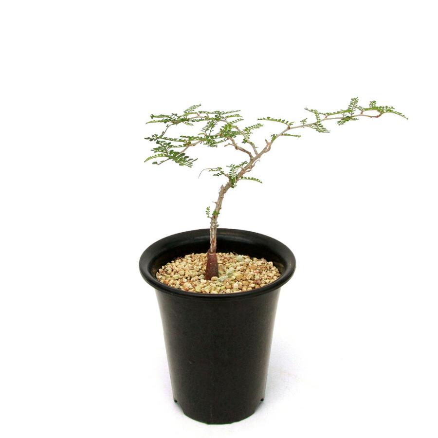 多肉植物）一点物 オペルクリカリア パキプス 実生苗 5号