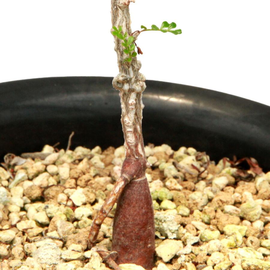 多肉植物）一点物 オペルクリカリア パキプス 実生苗 5号