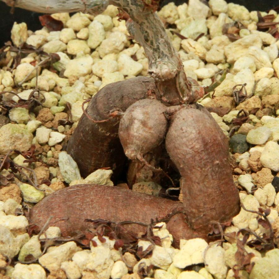 多肉植物）一点物 オペルクリカリア パキプス 実生苗 5号