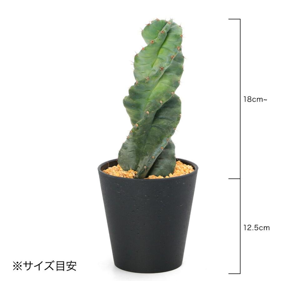 多肉植物）一点物 サボテン セレウス ペルビアナス スピラリス 4号