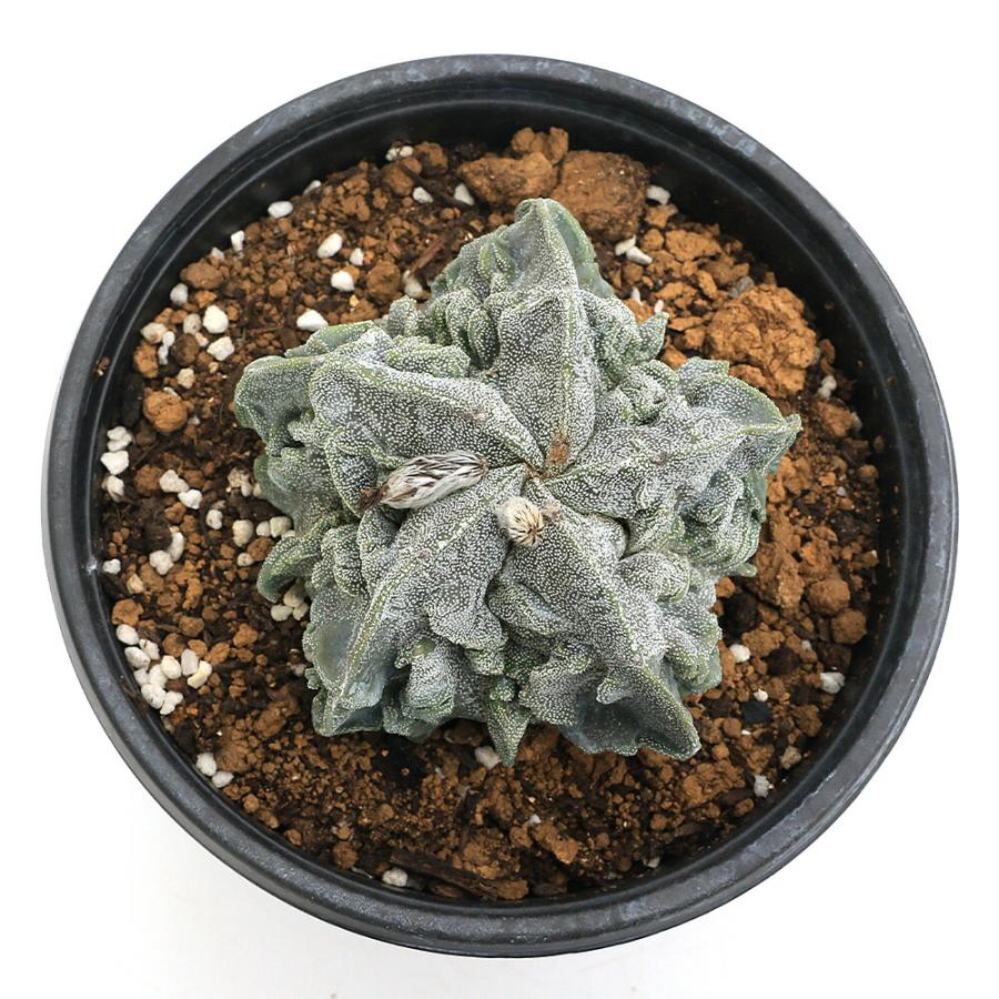（多肉植物）一点物　アストロフィツム　複隆鸞鳳玉　４．５号（１鉢）_1