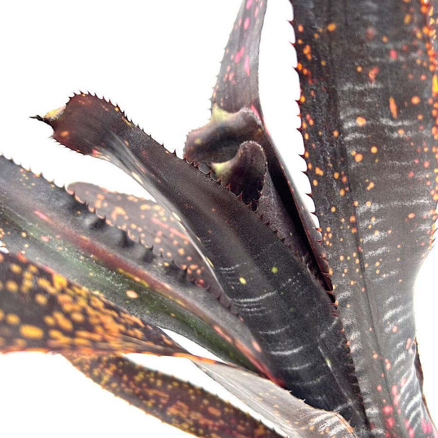 観葉植物）一点物 ビルベルギア オビワン 3号（1株） : charm 第2