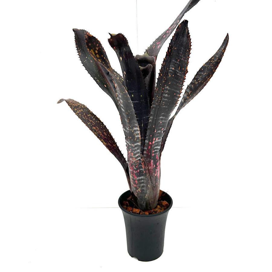 観葉植物）一点物 ビルベルギア オビワン 3号（1株） : charm 第2
