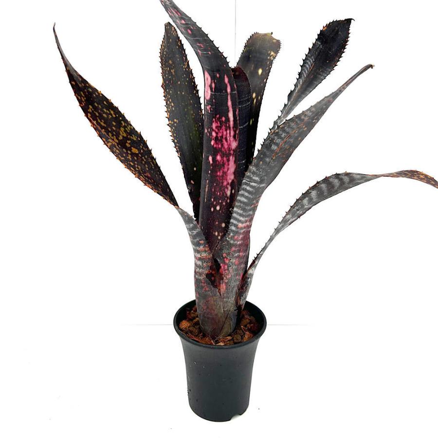 観葉植物）一点物 ビルベルギア オビワン 3号（1株） : charm 第2