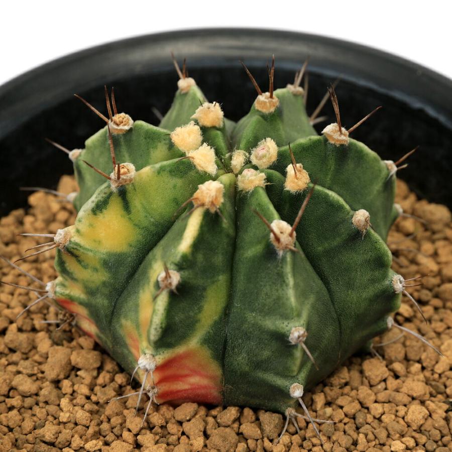 多肉植物）一点物 サボテン ギムノカリキウム 牡丹玉錦 4号（1鉢