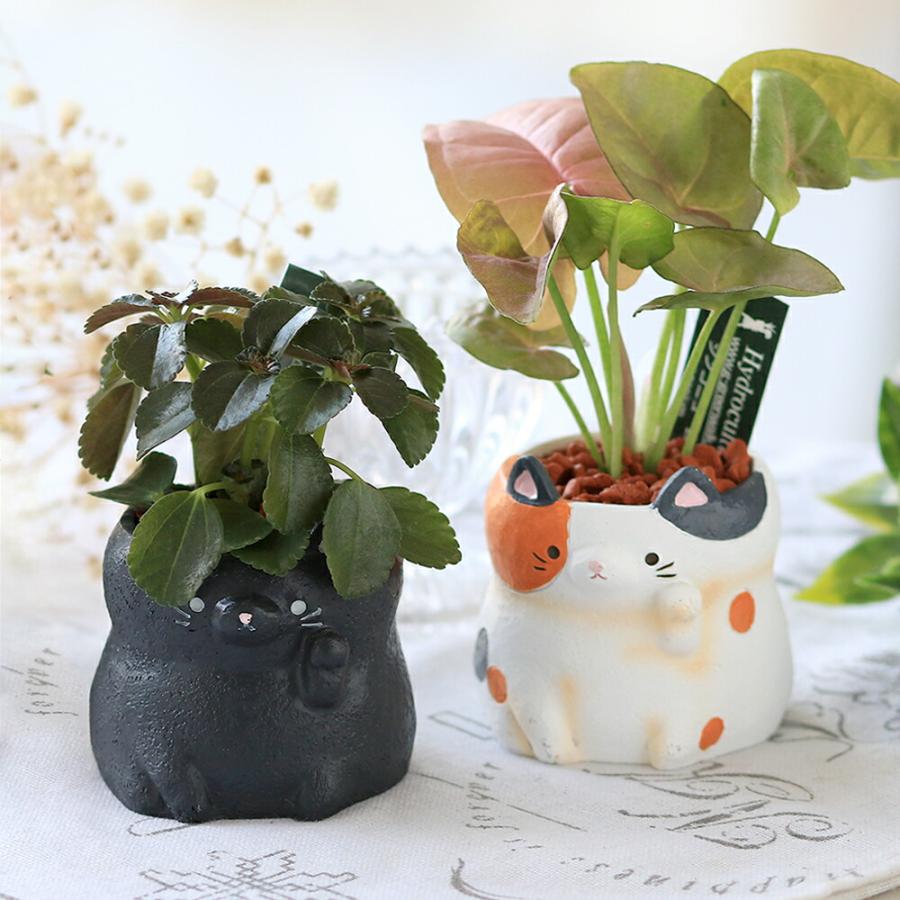 観葉植物）おまかせミニ観葉 招き猫 鉢おまかせ（1鉢）セラミス
