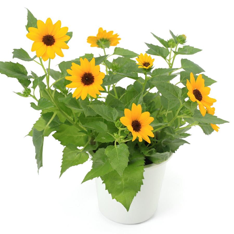 観葉植物）ヒマワリ サンメイジング 4号（1鉢） : charm 第2ヤフー店