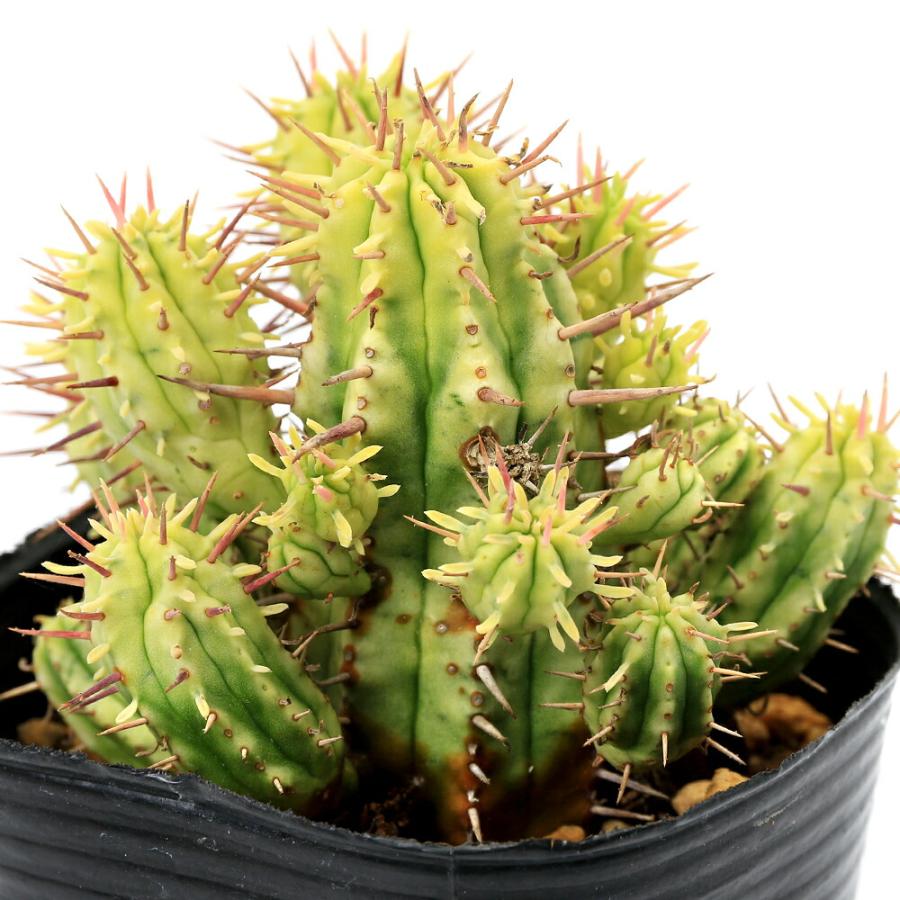 多肉植物）ユーフォルビア 紅彩閣錦（コウサイカクニシキ） 2．5号