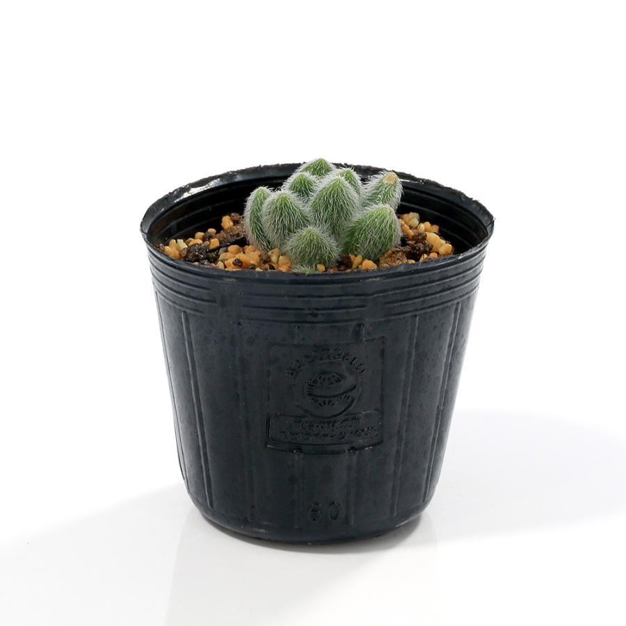 おまとめ！多肉植物^o^  カシミヤヒントニー 多肉植物）セダム カシミアヒントニー 2．5〜3号 1株（1ポット