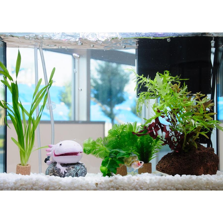 国産金魚）（水草）簡単ピンポンパール飼育水草レイアウトセット