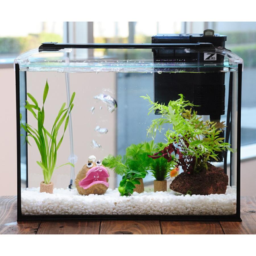 国産金魚）（水草）簡単ピンポンパール飼育水草レイアウトセット 