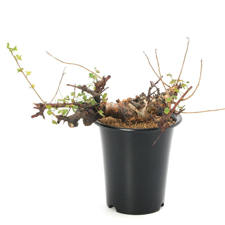 多肉植物）一点物 コミフォラ バルエンシス 6号 枝カットあり（1株