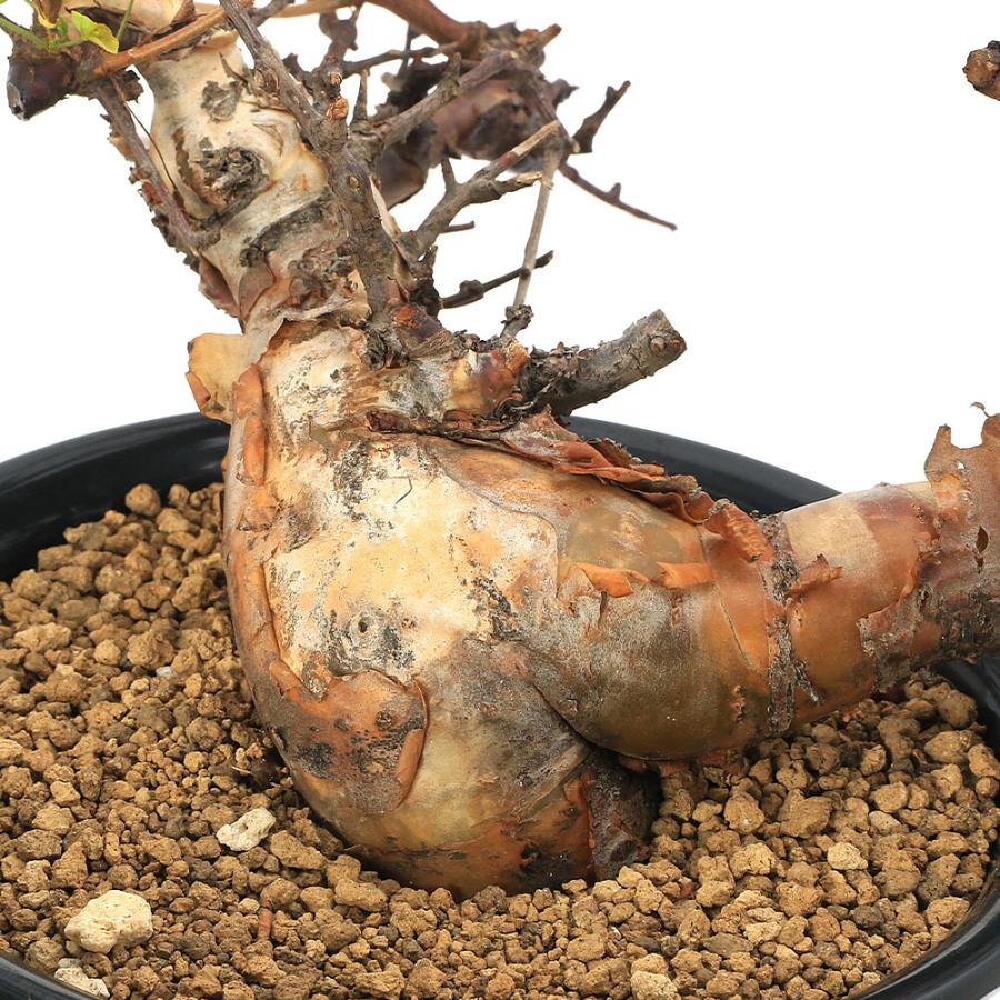 多肉植物）一点物 コミフォラ バルエンシス 6号 枝カットあり（1株
