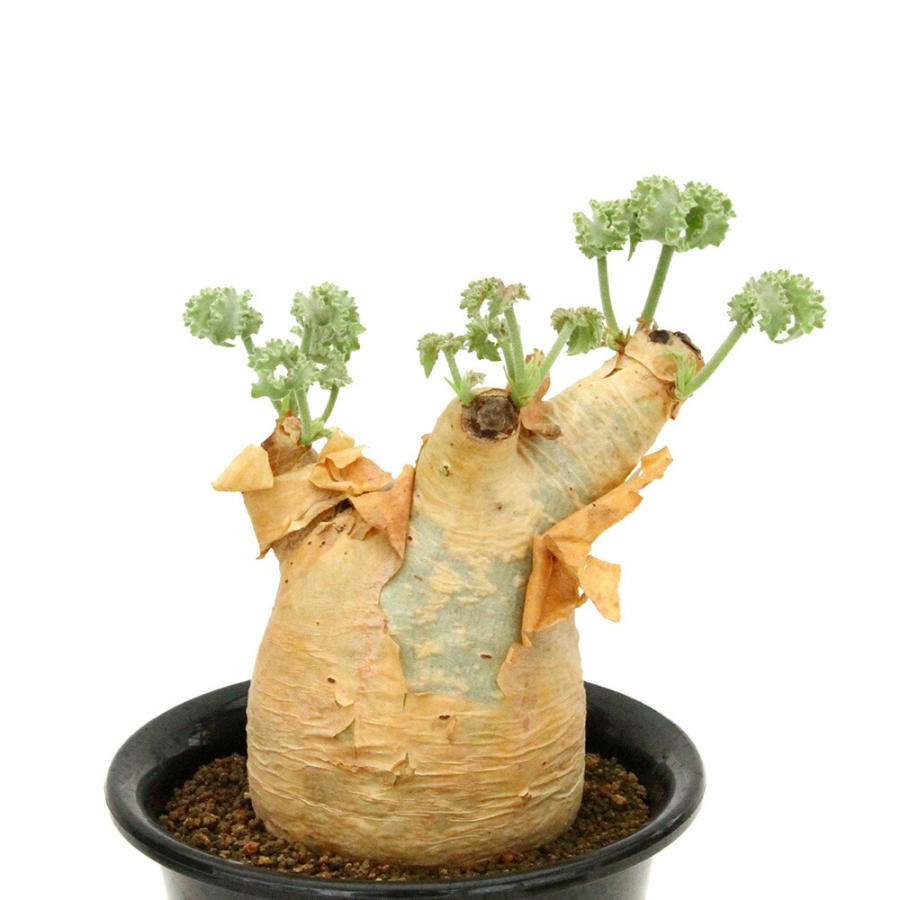 （多肉植物）一点物　キフォステンマ　ウター　マクロプス　５号　現地株　キズ・欠けあり　発根済（１株）（３５７３７６）コーデックス_1
