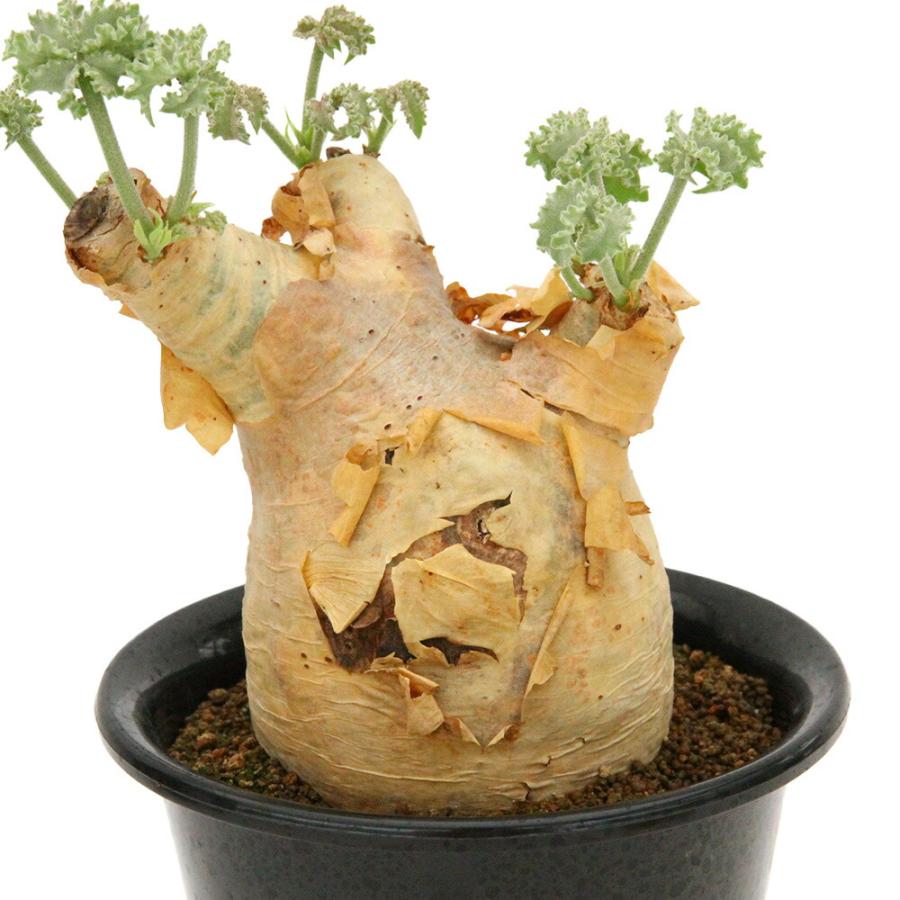 （多肉植物）一点物　キフォステンマ　ウター　マクロプス　５号　現地株　キズ・欠けあり　発根済（１株）（３５７３７６）コーデックス_2