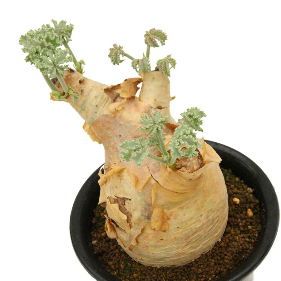 （多肉植物）一点物　キフォステンマ　ウター　マクロプス　５号　現地株　キズ・欠けあり　発根済（１株）（３５７３７６）コーデックス_4