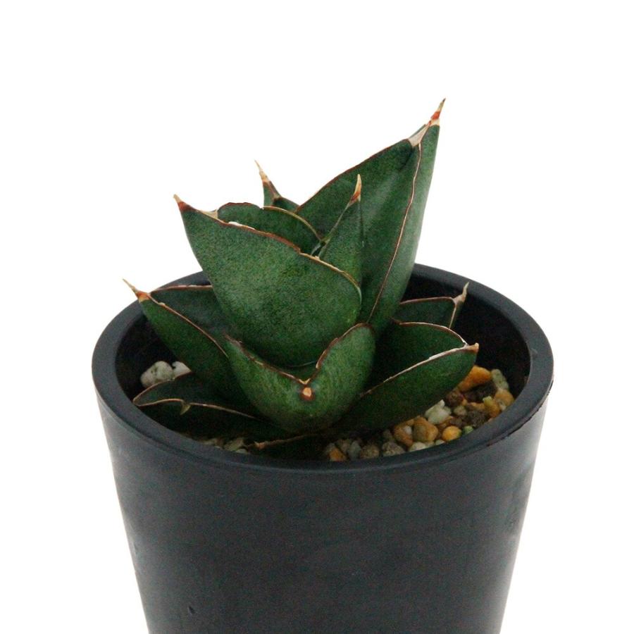 観葉植物）一点物 サンスベリア オペラハウス 3．5号（1鉢
