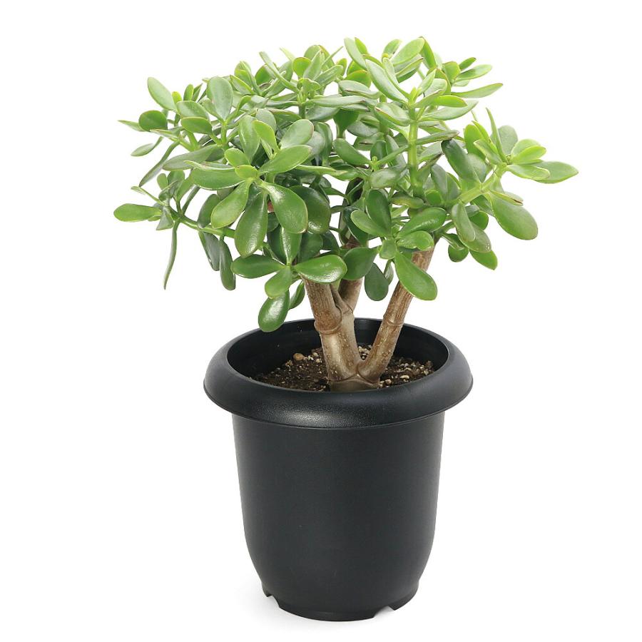 多肉植物）クラッスラ 花月（金のなる木） 8号（1鉢） : charm 第2