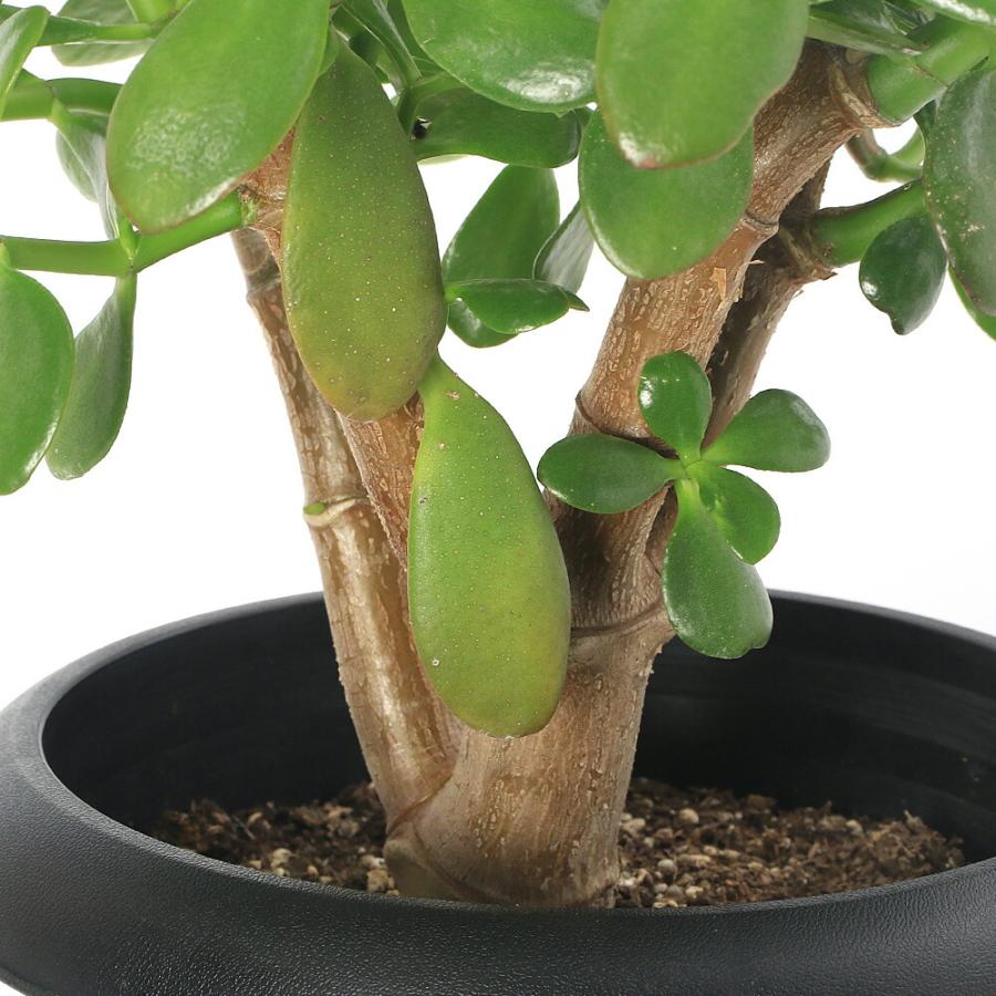 多肉植物）クラッスラ 花月（金のなる木） 8号（1鉢） : charm 第2