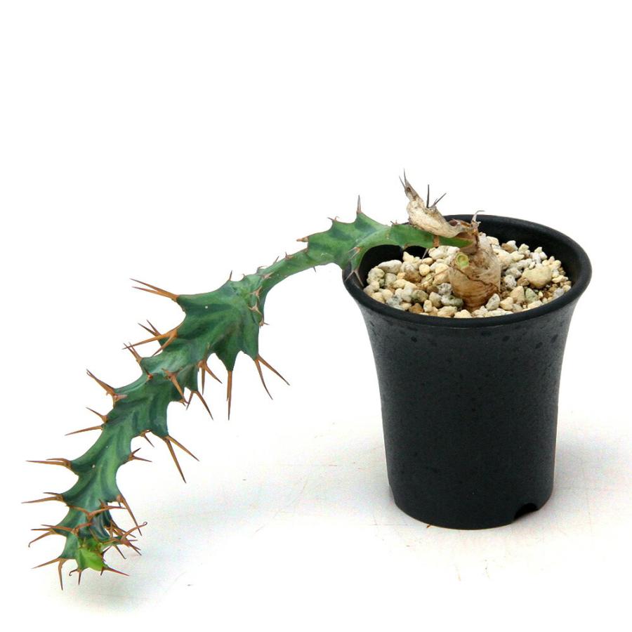 ユーフォルビア　クラビゲラ　実生 （鉢付き) 多肉植物）一点物 ユーフォルビア クラビゲラ 実生 2．5号（1鉢
