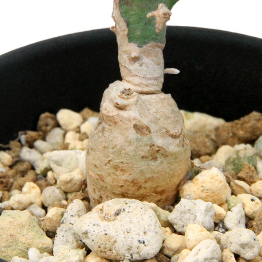 多肉植物）一点物 ユーフォルビア クラビゲラ 実生 2．5号（1鉢