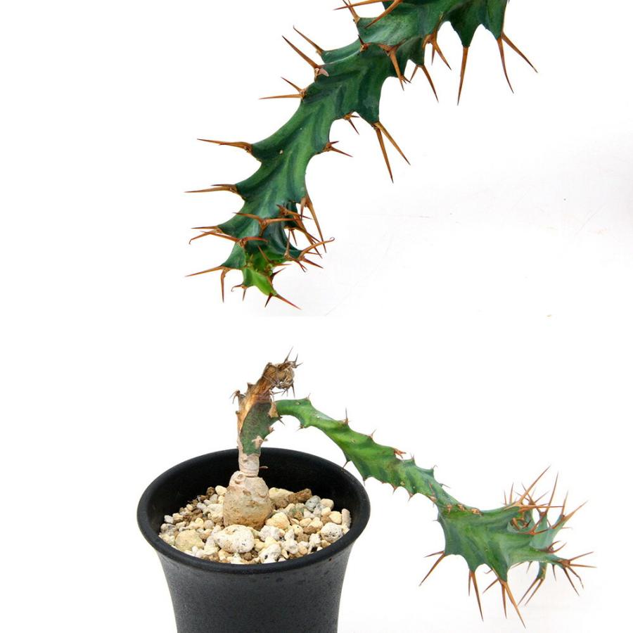 ユーフォルビア　クラビゲラ　実生 （鉢付き) 多肉植物）一点物 ユーフォルビア クラビゲラ 実生 2．5号（1鉢