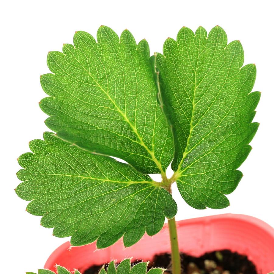 観葉植物）野菜苗 イチゴ 八重いちご キューピットドロップ 3号（1