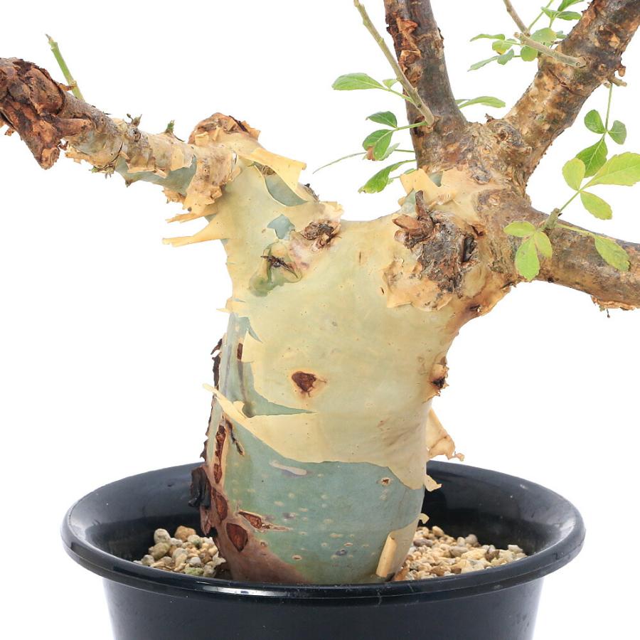 多肉植物）一点物 コミフォラ カタフ ターカネンシス 5号 秋〜春落葉