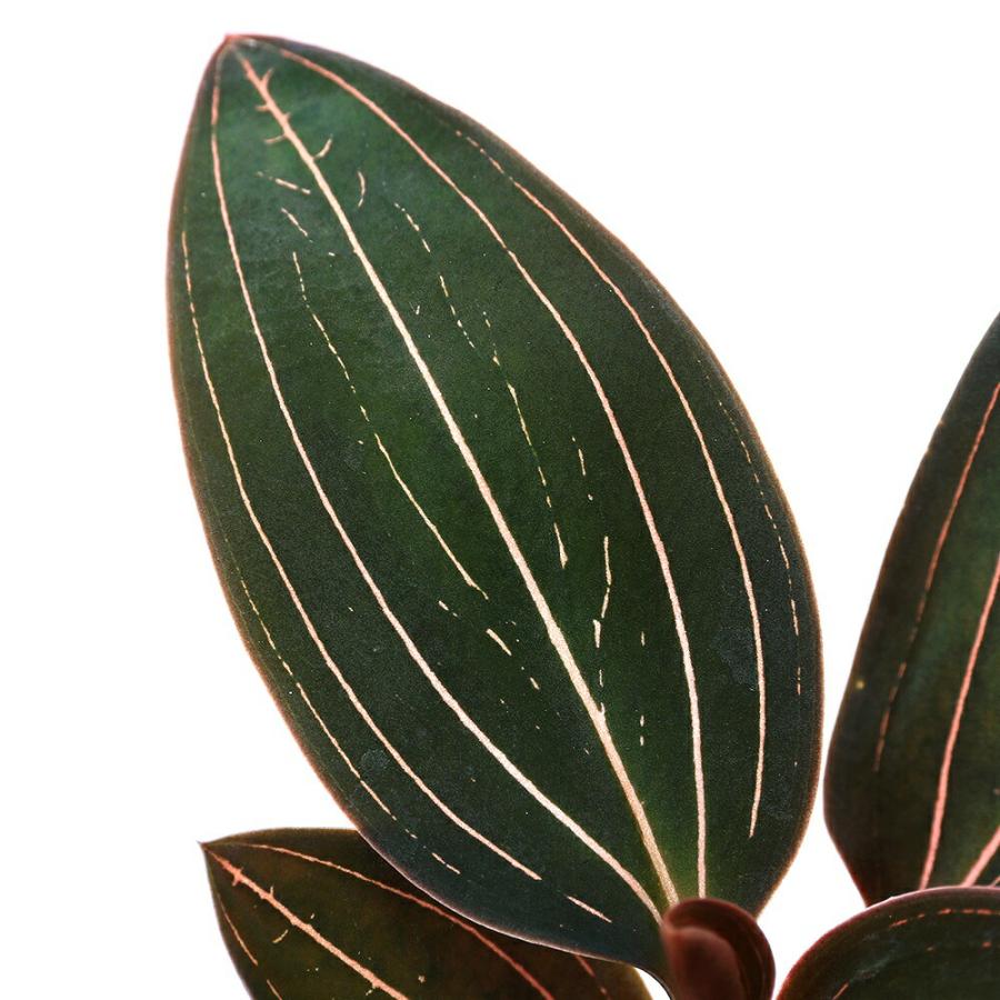 観葉植物）ジュエルオーキッド ホンコンシュスラン 3．5号（1鉢