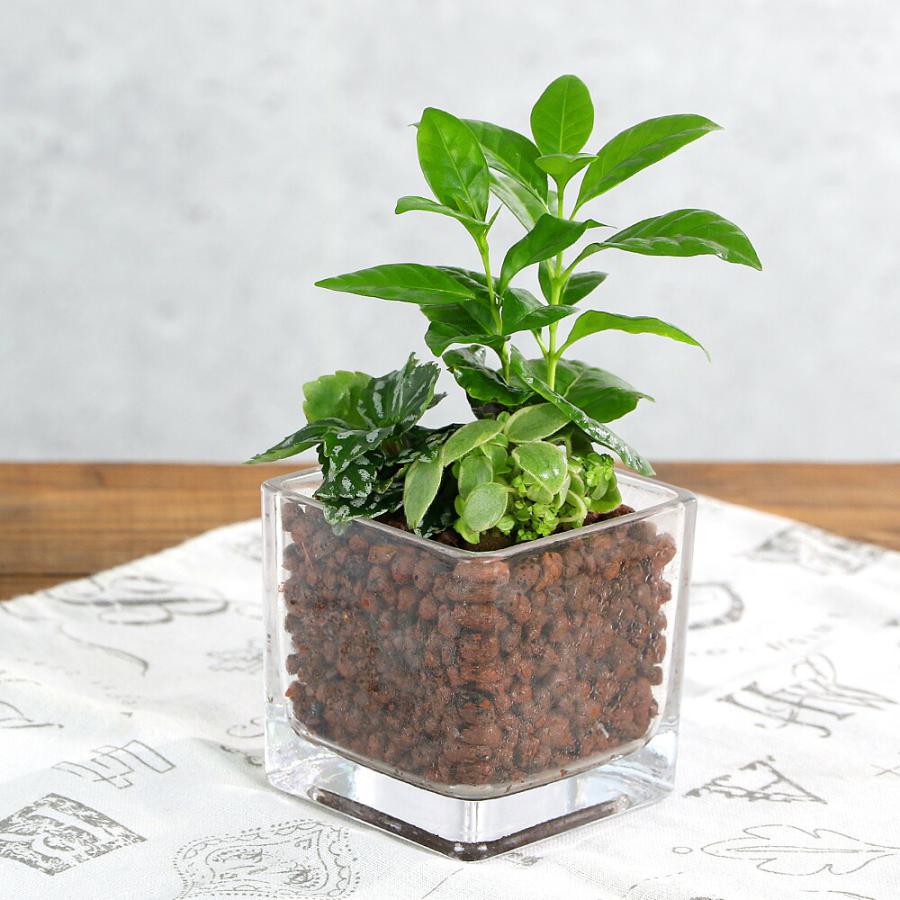 観葉植物）ハイドロカルチャー ミニ観葉3種の寄せ植え ブロックグラス