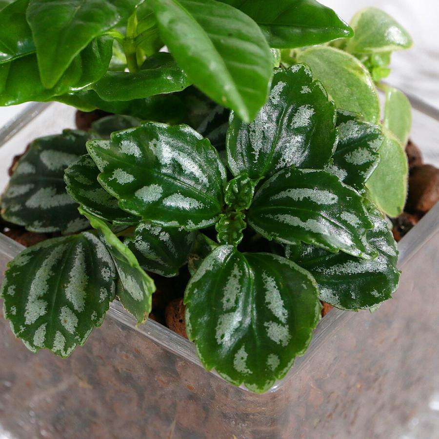 観葉植物）ハイドロカルチャー ミニ観葉3種の寄せ植え ブロックグラス