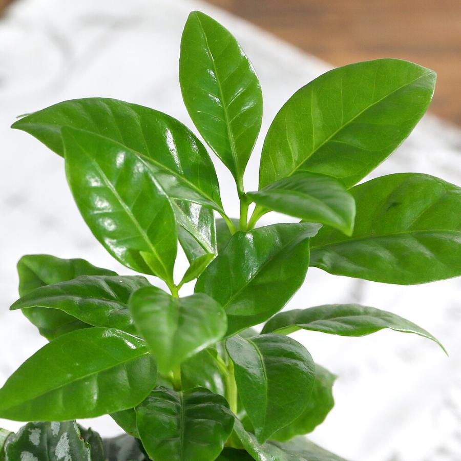 観葉植物）ハイドロカルチャー ミニ観葉3種の寄せ植え ブロックグラス