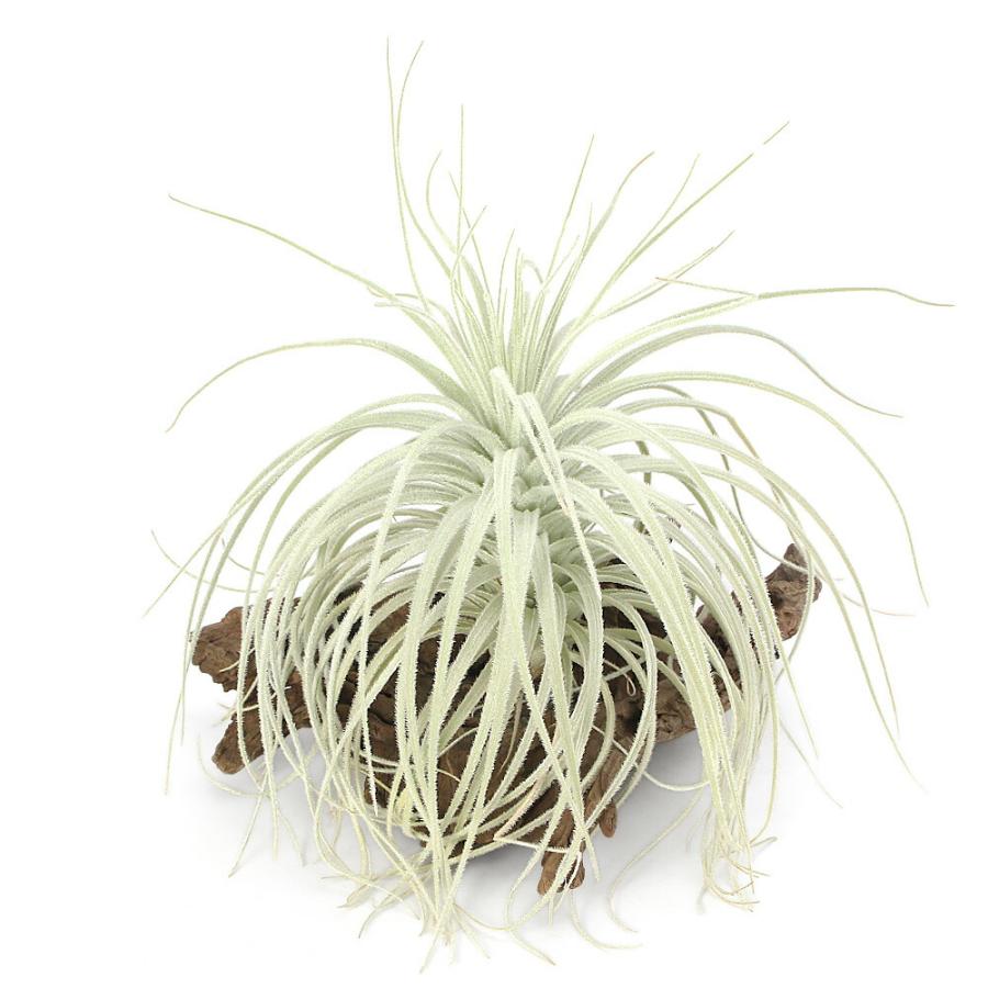 観葉植物）一点物 エアープランツ チランジア テクトラム ワイドリーフ