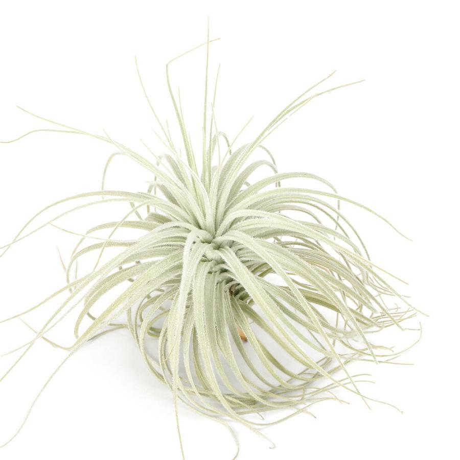 希少　エアプランツ　チランジア　ココナッツグローブ 観葉植物）一点物 エアープランツ チランジア テクトラム ワイドリーフ