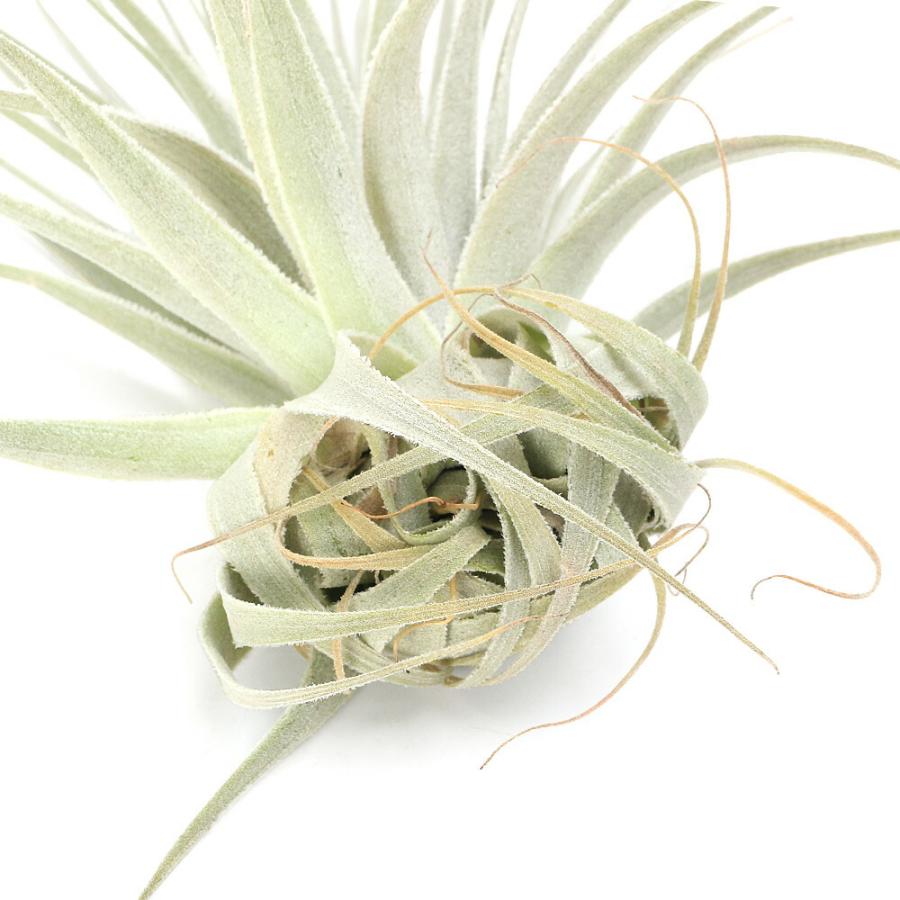 観葉植物）一点物 エアープランツ チランジア ガルドネリー