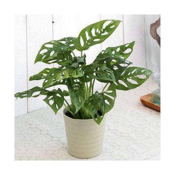 （観葉植物）マドカズラ　（モンステラ　フリードリヒスタリー）　３．５〜４号（１鉢）（Yahoo!・charm 第2ヤフー店）
