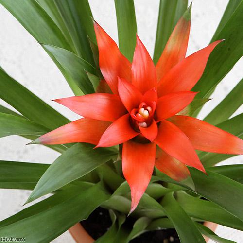 観葉植物）グズマニア エンパイア 4号（1鉢） 開花終了株 : charm 第