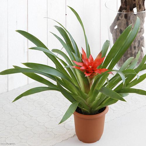 観葉植物）グズマニア エンパイア 4号（1鉢） 開花終了株 : charm 第