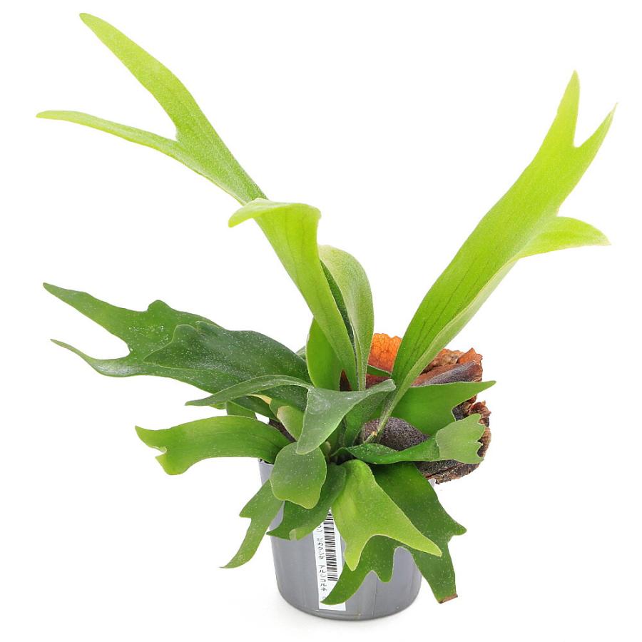（観葉植物）コウモリラン　ビカクシダ　アルシコルネ　３号（１ポット）（Yahoo!・charm 第2ヤフー店）