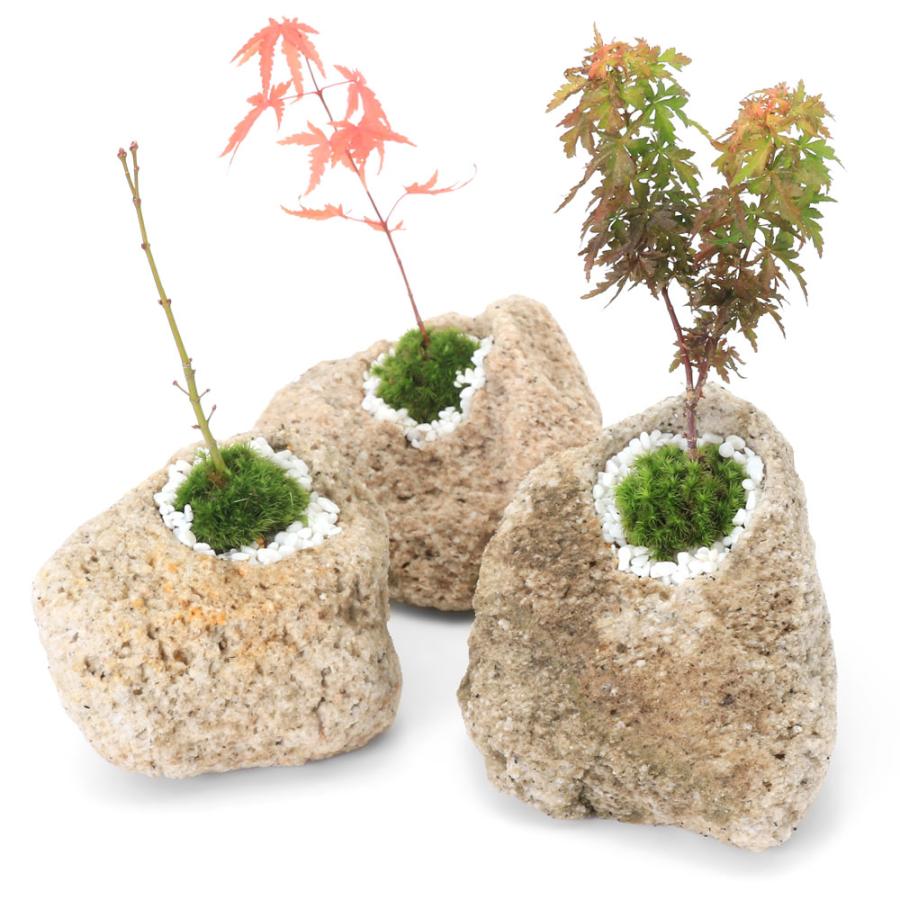chanetgarden 360645