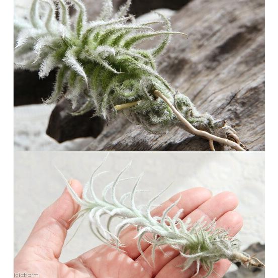 観葉植物）エアープランツ チランジア ステリフェラ（1株） : charm