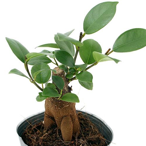 （観葉植物）小さい　インテリア　ガジュマル　２．５〜３号（１ポット）精霊が住む幸福の木（Yahoo!・charm 第2ヤフー店）