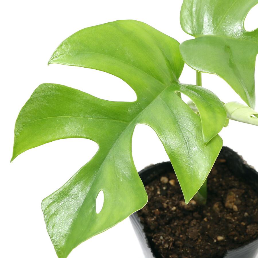 （観葉植物）ヒメモンステラ　３号（１ポット）（Yahoo!・charm 第2ヤフー店）