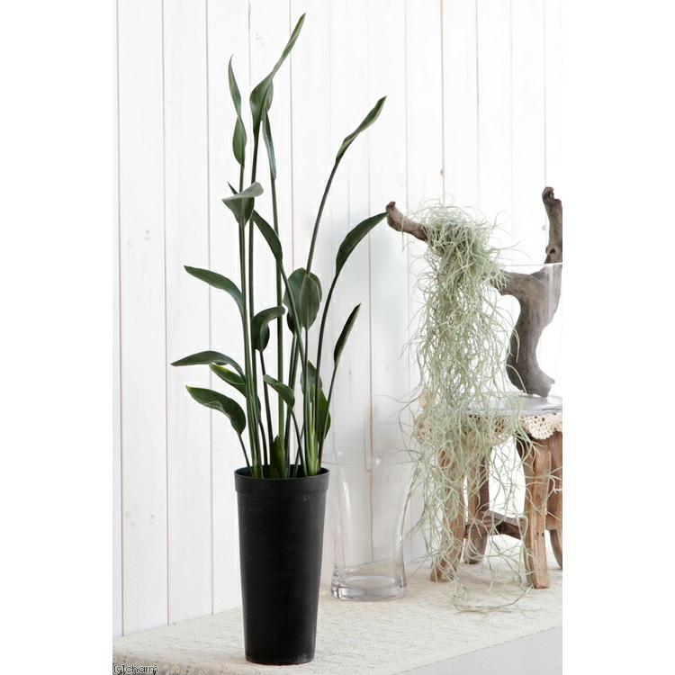 現品販売です。ストレッチア・ユンケア(ノンリーフ2株入り)10号鉢 観葉植物）ストレリチア ユンケア（ノンリーフ） 3．5号トールポット