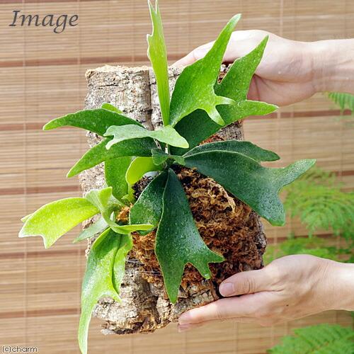 （観葉植物）バージンコルクプランツ　コウモリラン　ビカクシダ　ＸＬサイズ（１個）_2