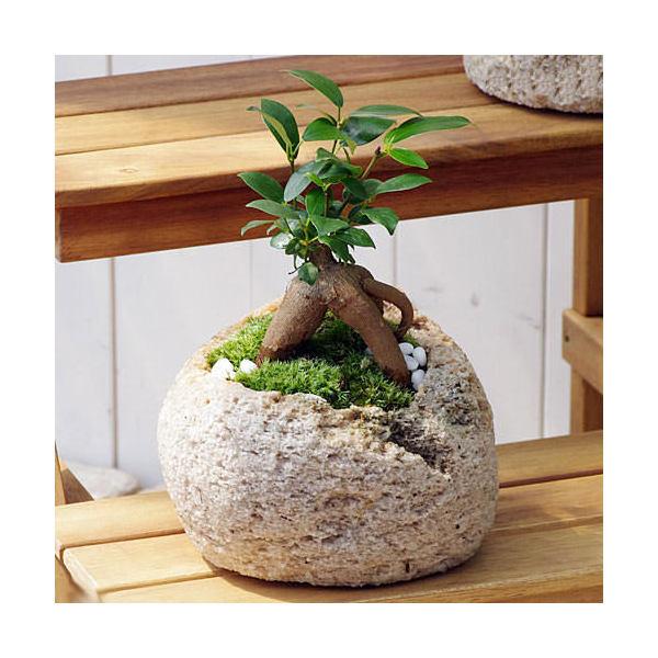 （観葉植物）小さい　インテリア　苔盆栽　ガジュマル　抗火石鉢植え　Ｍサイズ（１鉢）苔・白石　精霊が住む幸福の木　おしゃれ　プレゼント（Yahoo!・charm 第2ヤフー店）
