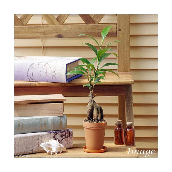 （観葉植物）小さい　インテリア　ガジュマル　２号（１鉢）受け皿無し　精霊が住む幸福の木（Yahoo!・charm 第2ヤフー店）