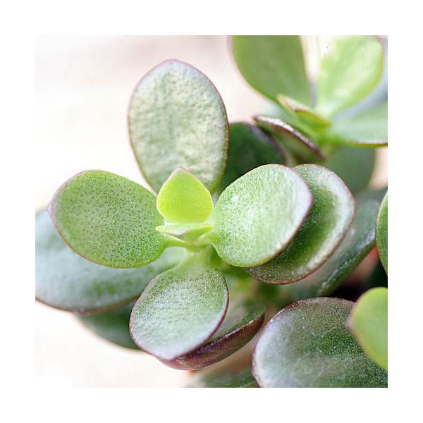 （多肉植物）クラッスラ　花月（金のなる木）　２号ロング（１鉢）　受け皿無し（Yahoo!・charm 第2ヤフー店）